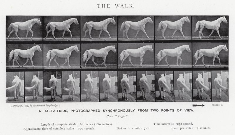 Eadweard Muybridge : La Marche (photo n/b) - Eadweard Muybridge