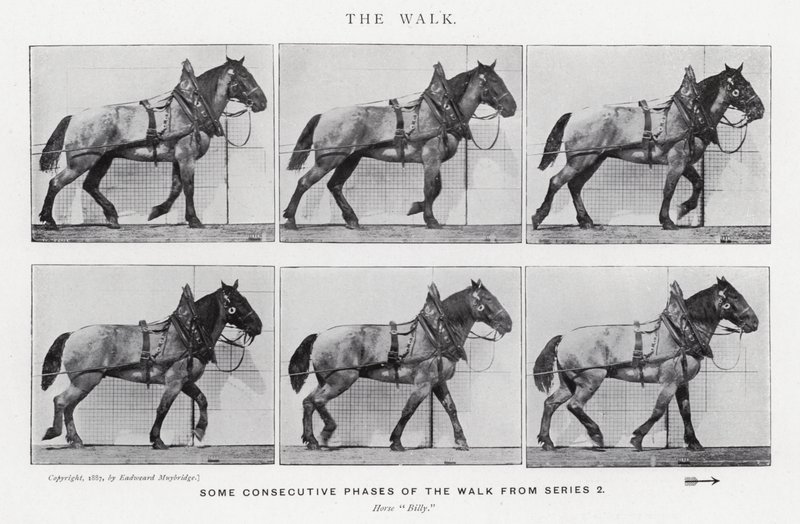 Eadweard Muybridge : La Marche (photo n/b) - Eadweard Muybridge