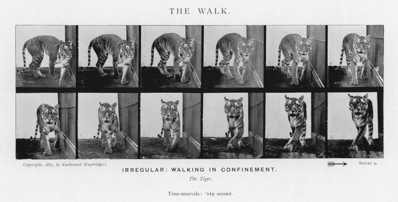 Eadweard Muybridge : La Marche (photo n/b) - Eadweard Muybridge