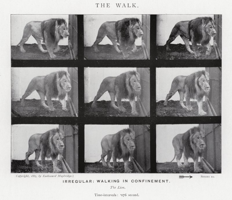 Eadweard Muybridge : La Marche (photo n/b) - Eadweard Muybridge