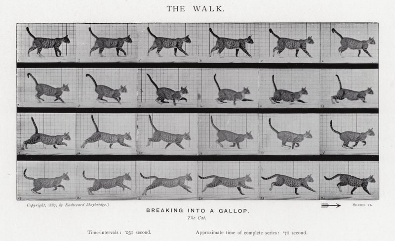 La Marche - Eadweard Muybridge