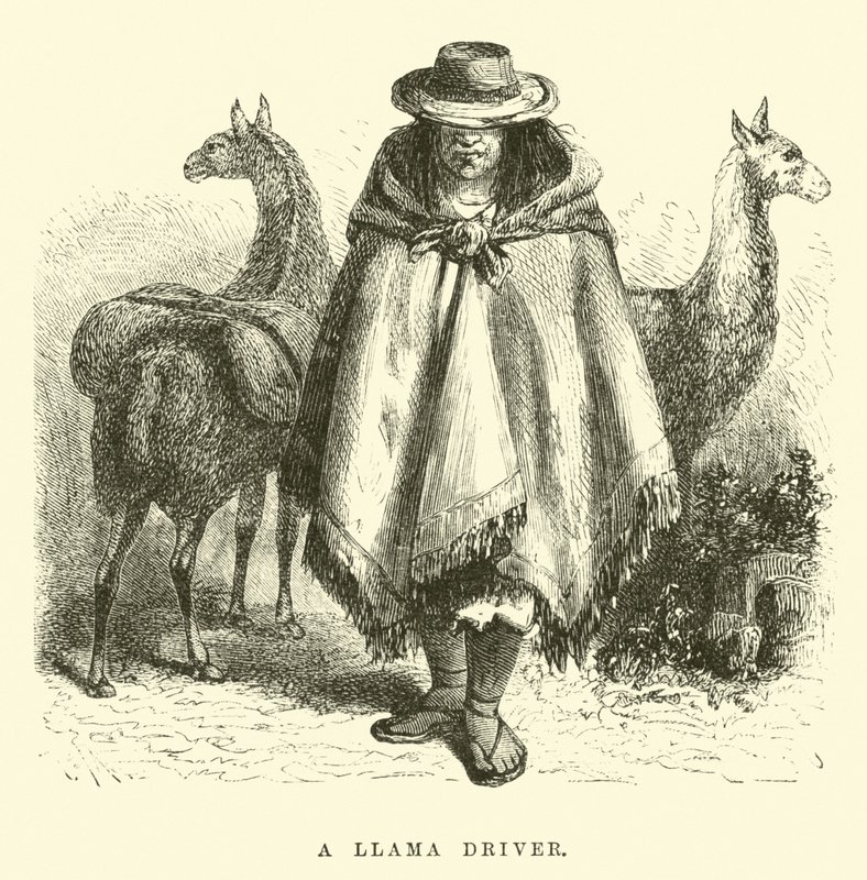 Un conducteur de lama - Edouard Riou
