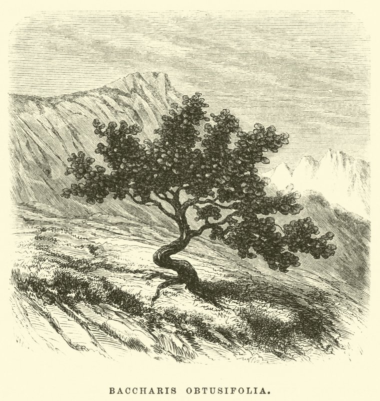 Baccharis obtusifolia - Edouard Riou
