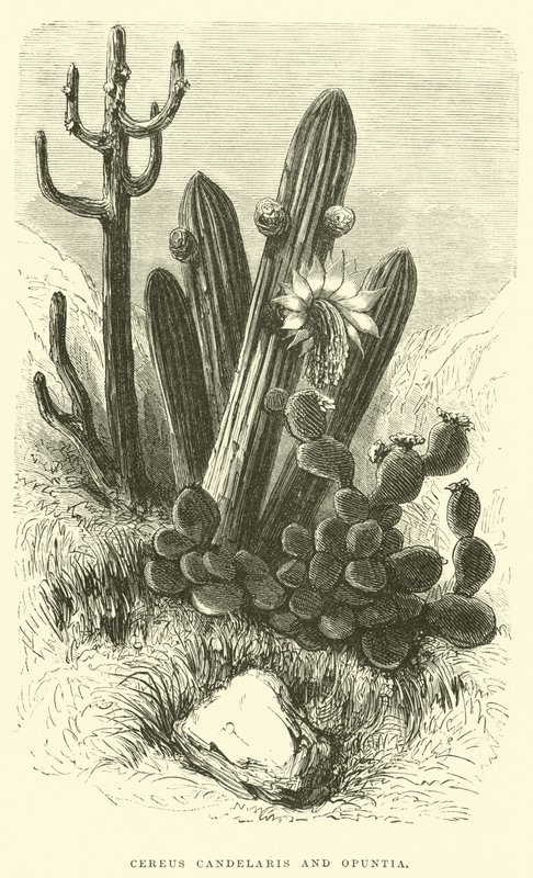Cereus Cadelaris et Opuntia - Edouard Riou