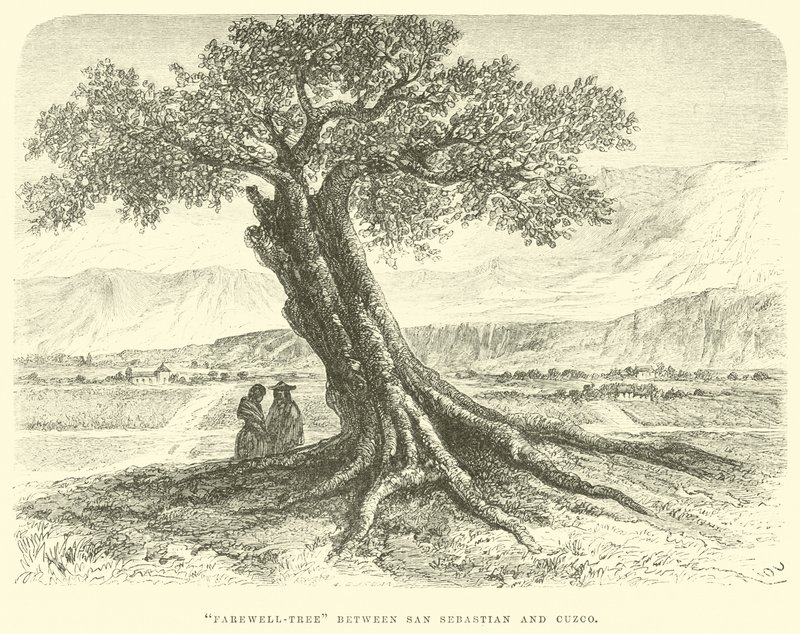 Arbre d