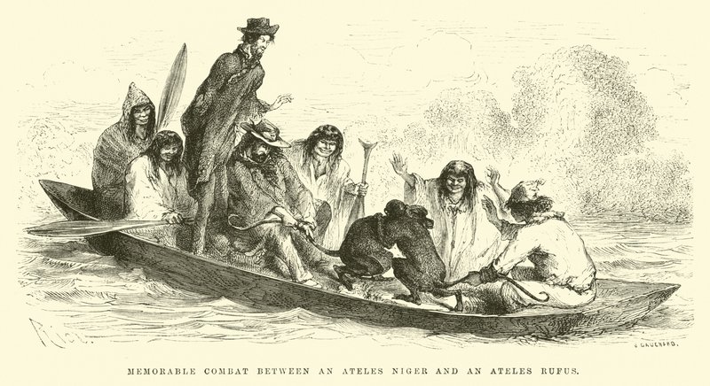 Combat mémorable entre un Ateles niger et un Ateles rufus - Edouard Riou