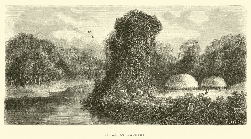 Rivière à Pachiri - Edouard Riou