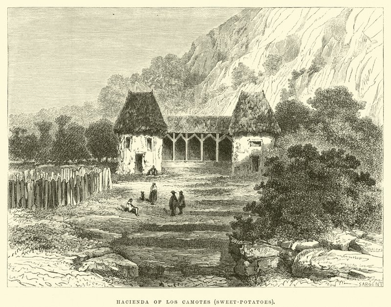 Hacienda de Los Camotes, patates douces - Edouard Riou