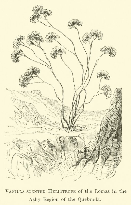 Héliotrope parfumé à la vanille des Lomas dans la région cendrée de la Quebrada - Edouard Riou