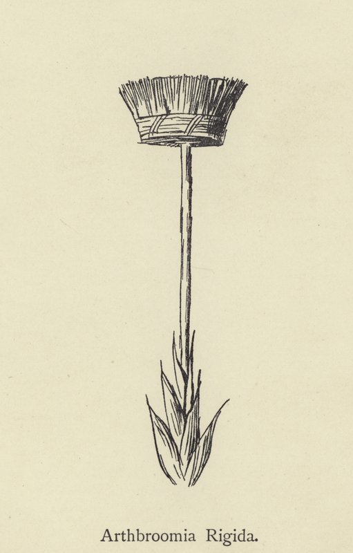 Arthbroomia Rigida - Edward Lear