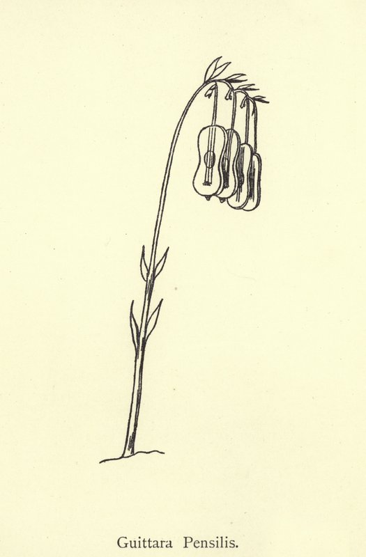 Guittara Pensilis - Edward Lear