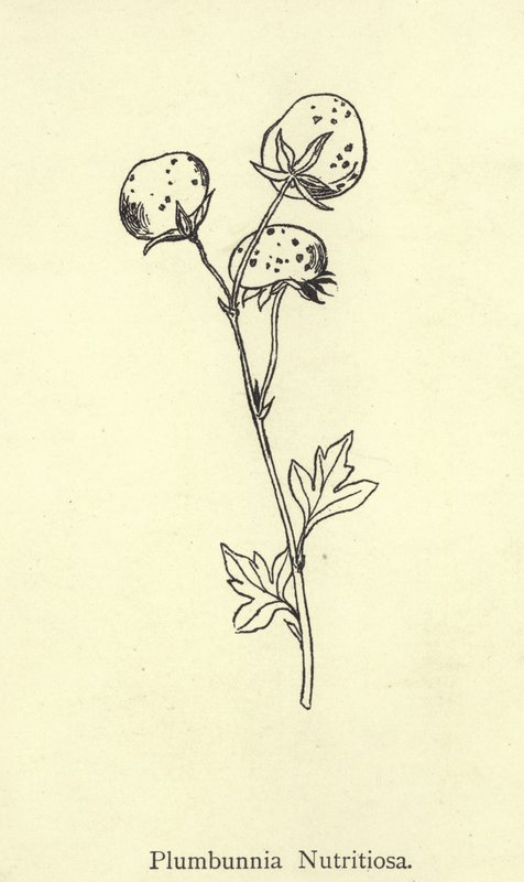 Plumbunnia Nutritiosa - Edward Lear