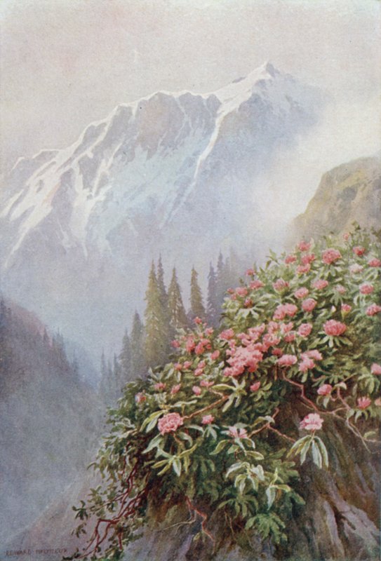 Rhododendrons sauvages - Edward Mary Joseph Molyneux