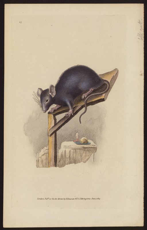 Rat noir (gravure en couleur) - Edward (after) Donovan
