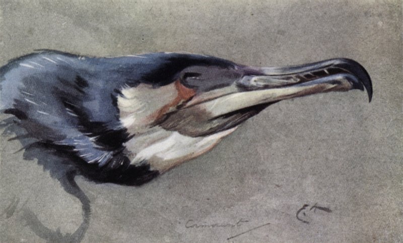 Cormoran - Edwin John Alexander