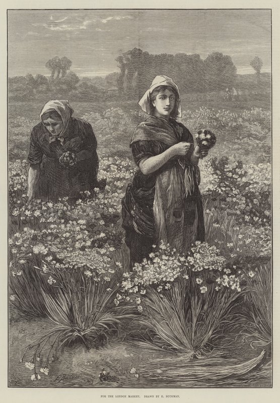 Pour le marché de Londres (gravure) - Edwin Buckman