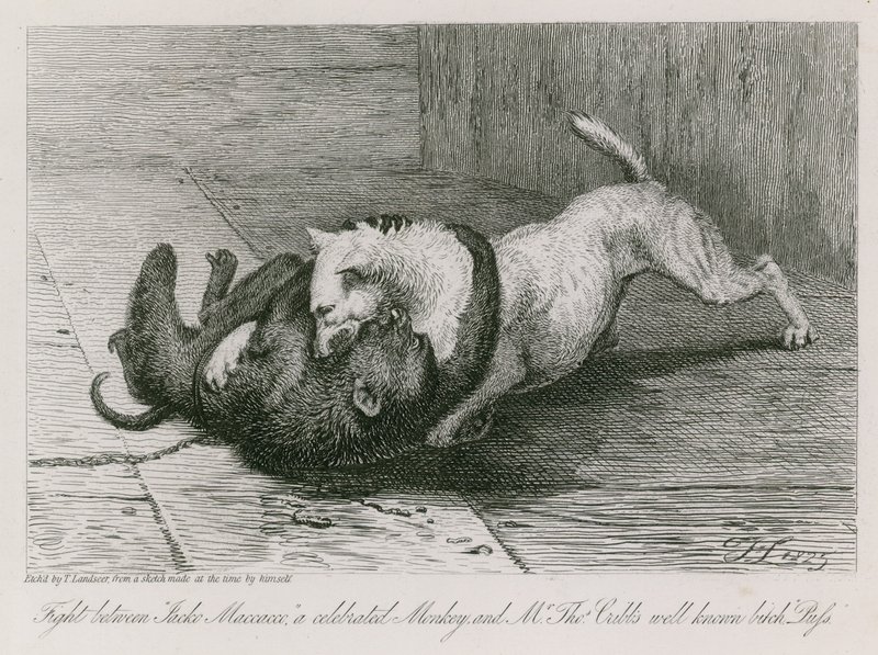 Combat entre Jacco Macacco, un singe célèbre, et la chienne bien connue de M. Thomas Cubb, Puss - Edwin Landseer