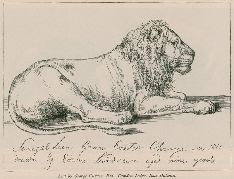 Lion du Sénégal de l