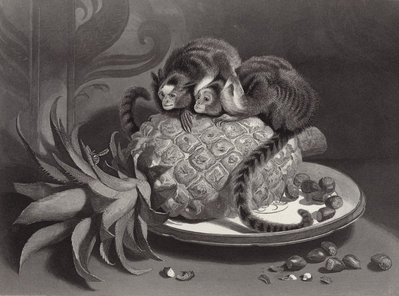 Les Marmozettes - Edwin Landseer