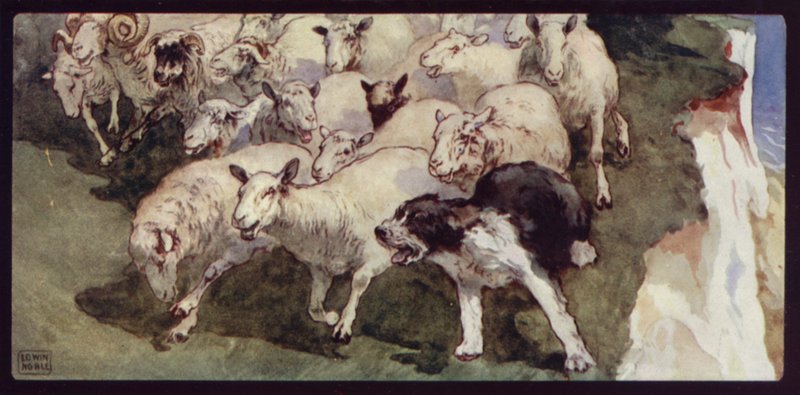 Chien de berger à queue coupée et troupeau sur les falaises - Edwin Noble