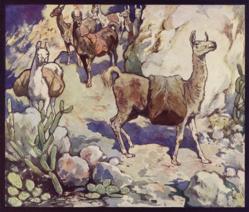 Lamas dans les Andes - Edwin Noble