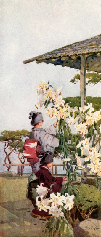 Lilium Auratum - Ella Du Cane