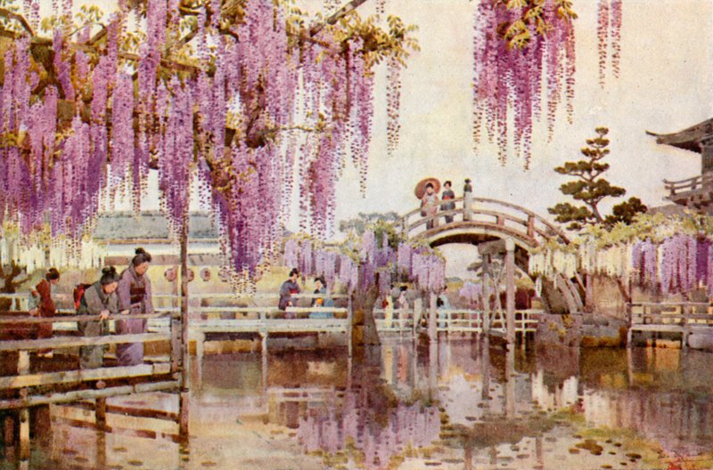 Wistaria, Kameido - Ella Du Cane