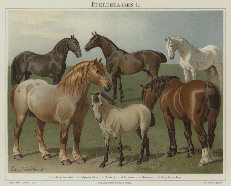 Races de chevaux - Emil Volkers