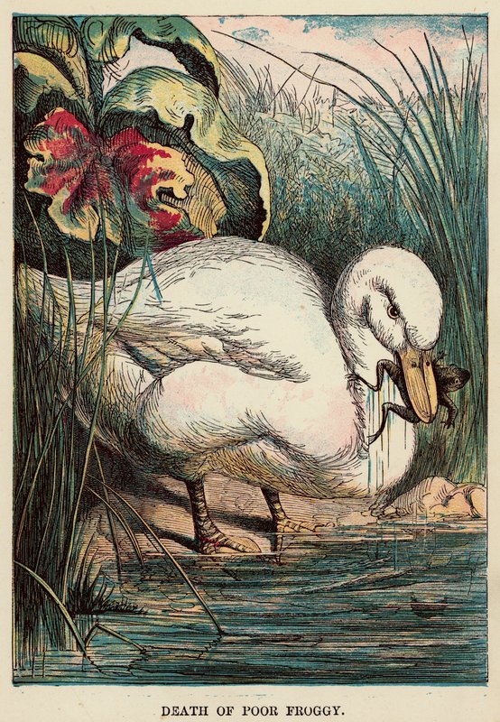 Mort du pauvre grenouille - English School