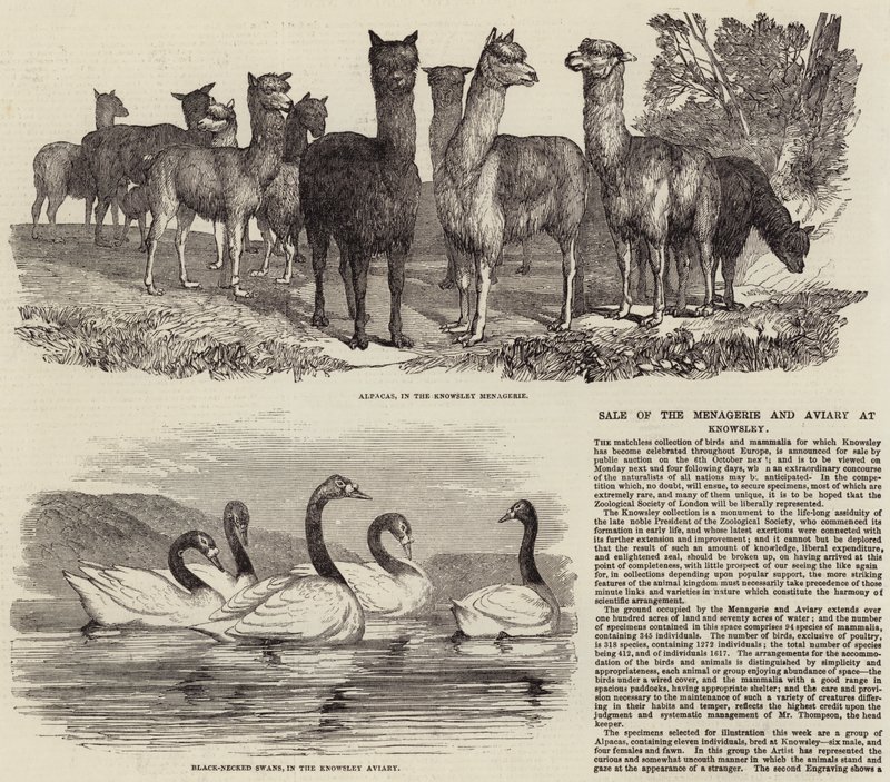 Vente de la ménagerie et de la volière à Knowsley - English School
