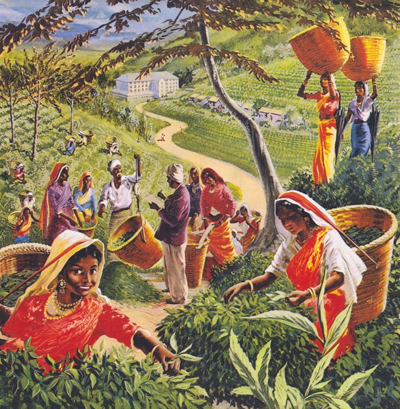 Plantation de thé à Ceylan, années 1960 - English School