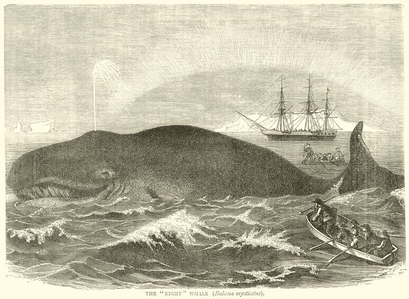 La baleine franche (Balaena Mysticetus) - English School