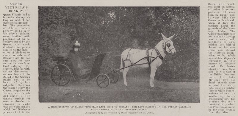 Un souvenir de la dernière visite de la reine Victoria en Irlande, Sa défunte Majesté dans son chariot à âne dans les jardins du Viceregal Lodge - English Photographer