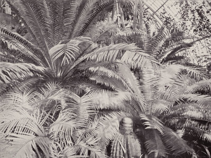 Un groupe de cycas dans la serre des palmiers à Kew - English Photographer
