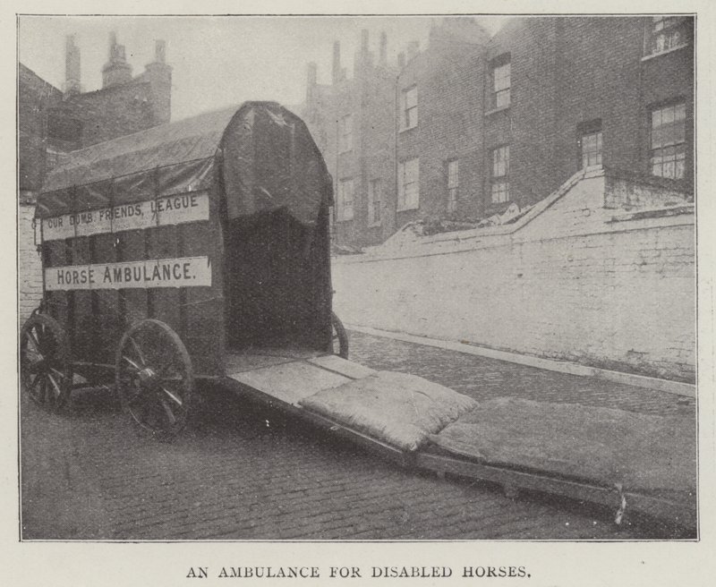 Une ambulance pour chevaux handicapés - English Photographer
