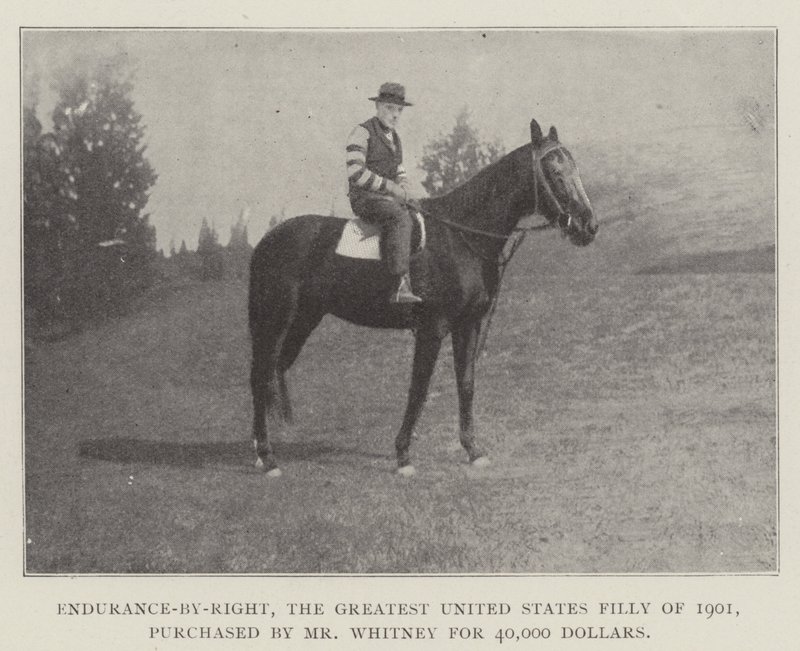Endurance-by-Right, la plus grande pouliche des États-Unis de 1901, achetée par M. Whitney pour 40 000 dollars - English Photographer