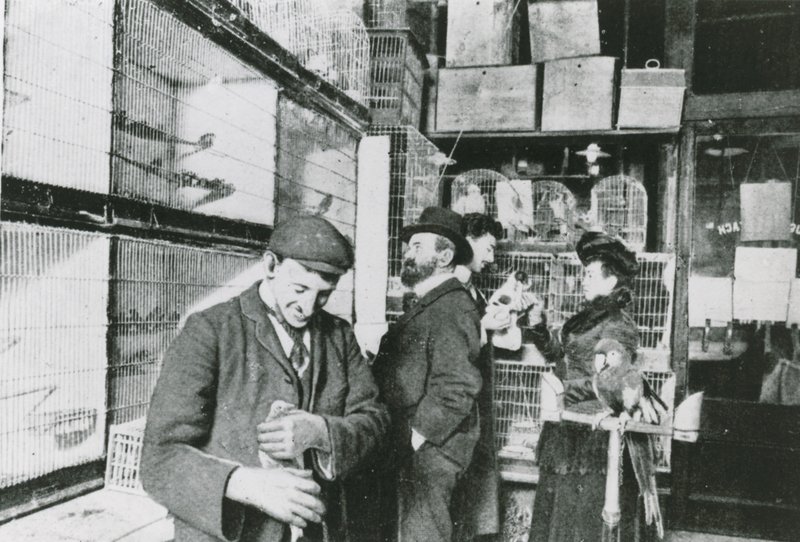 Animalerie de Great Portland Street - English Photographer