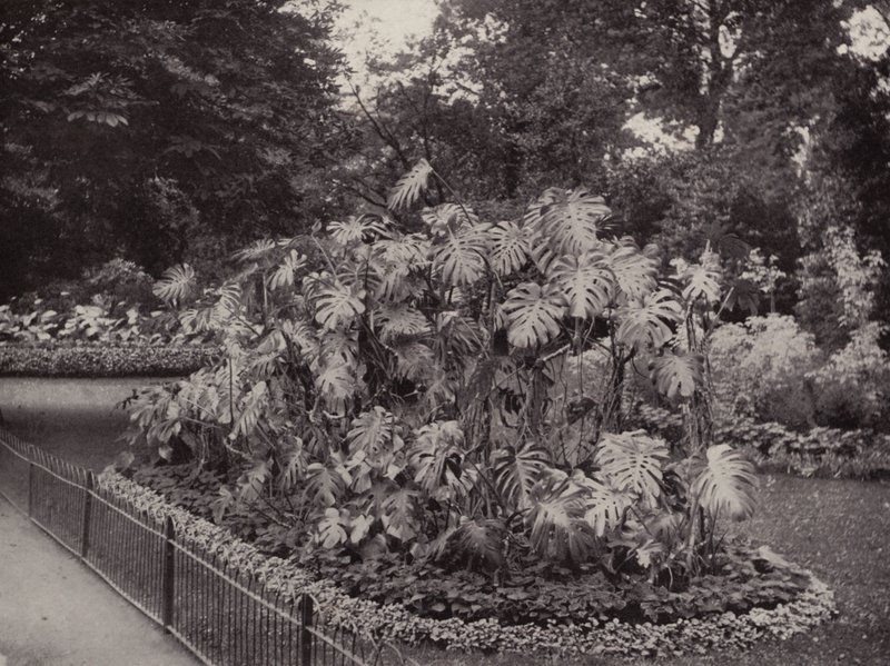 Monstera Deliciosa dans Battersea Park - English Photographer
