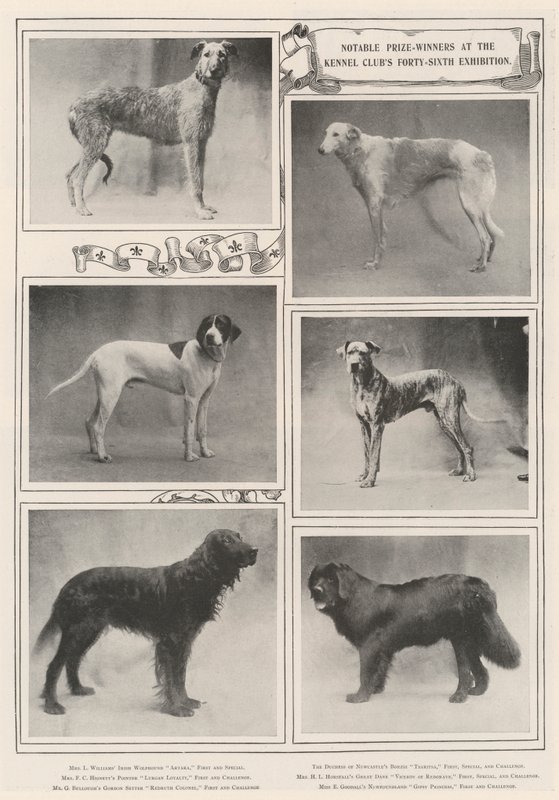 Lauréats notables à la quarante-sixième exposition du Kennel Club - English Photographer