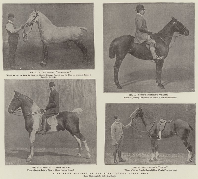 Quelques lauréats au Royal Dublin Horse Show - English Photographer