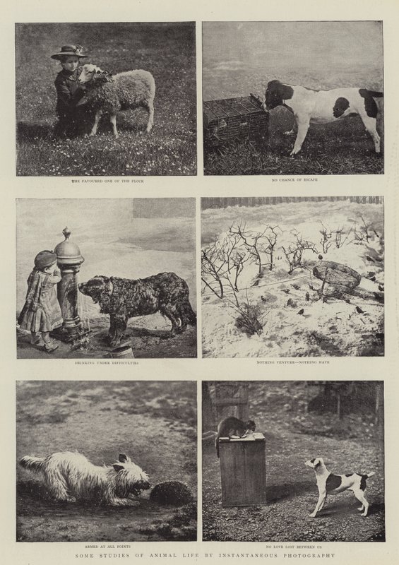 Quelques études de la vie animale par photographie instantanée - English Photographer