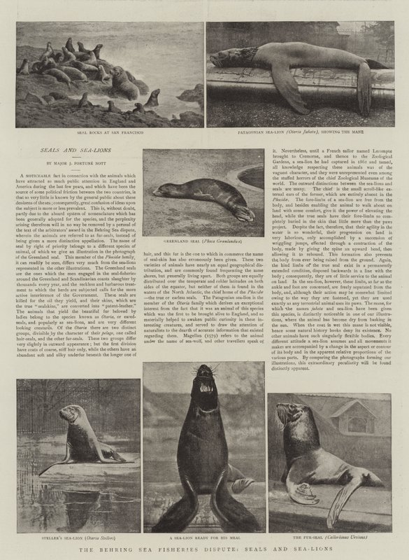 Le différend sur les pêcheries de la mer de Behring, phoques et lions de mer - English Photographer