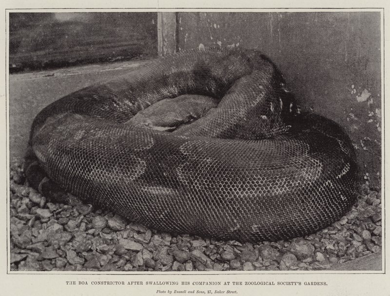 Le Boa Constrictor après avoir avalé son compagnon aux jardins de la Société Zoologique - English Photographer