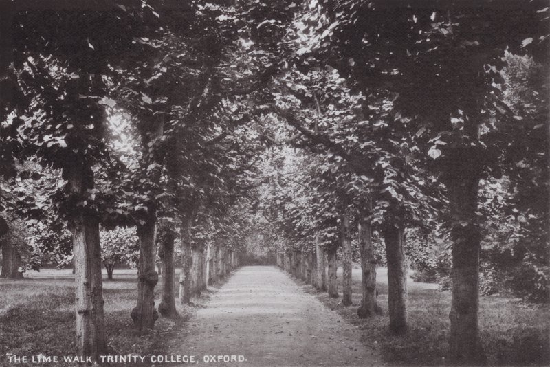 Le Lime Walk, Trinity College, Oxford - English Photographer