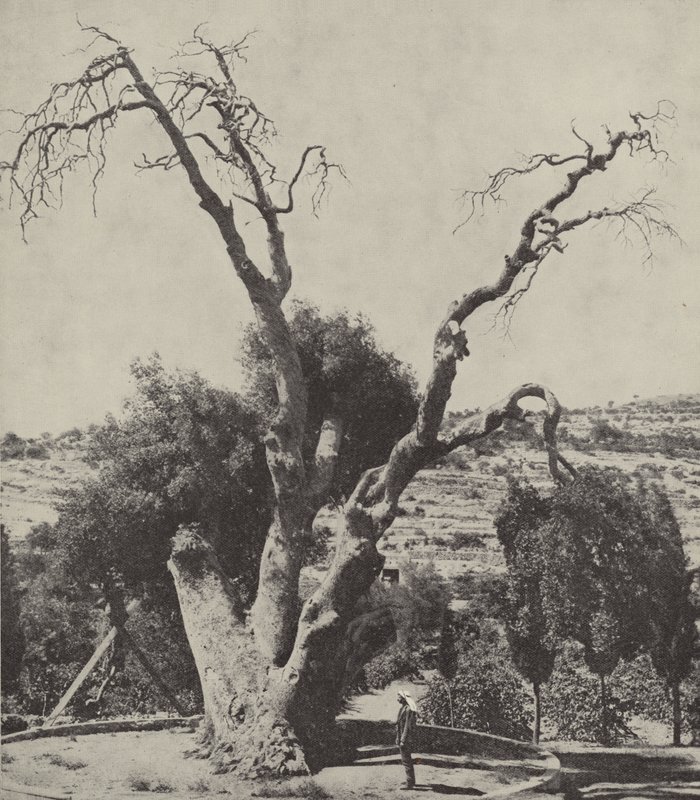 Le chêne de Mamré; le chêne d