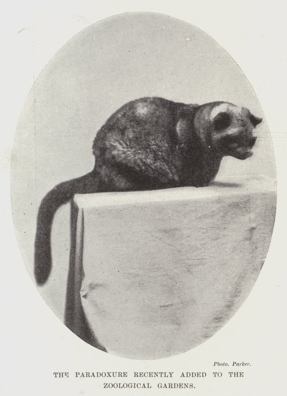 Le paradoxe récemment ajouté aux jardins zoologiques - English Photographer
