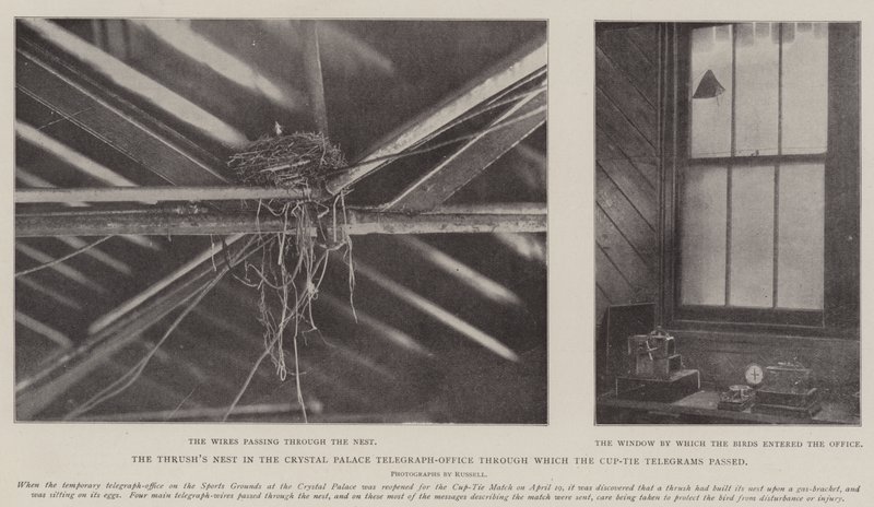 Le nid de grive dans le bureau télégraphique du Crystal Palace par lequel sont passés les télégrammes de la finale de la coupe - English Photographer