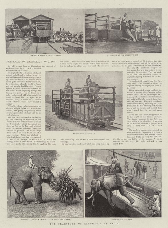 Le transport des éléphants en Inde - English Photographer