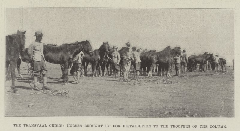 La crise du Transvaal, chevaux amenés pour distribution aux cavaliers de la colonne - English Photographer