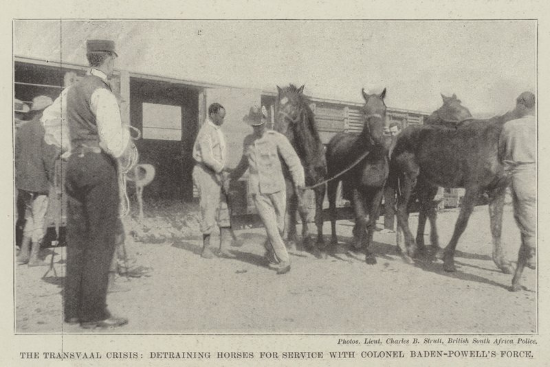La crise du Transvaal, débarquement des chevaux pour le service avec la force du colonel Baden-Powell - English Photographer